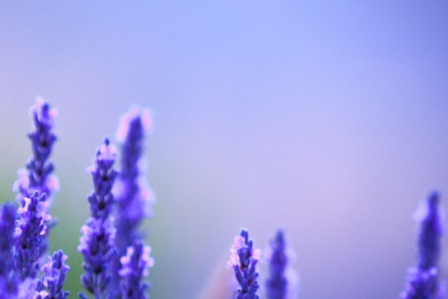 Purple 1200x628